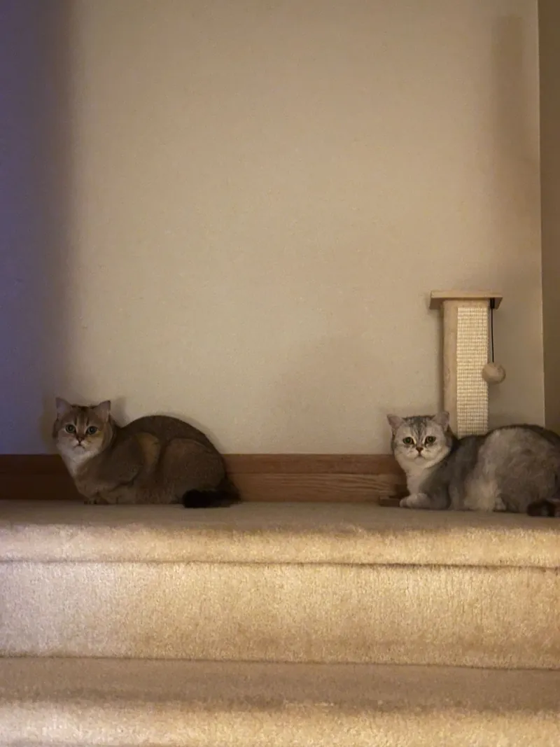 Snowbell and Koopa on the stairs